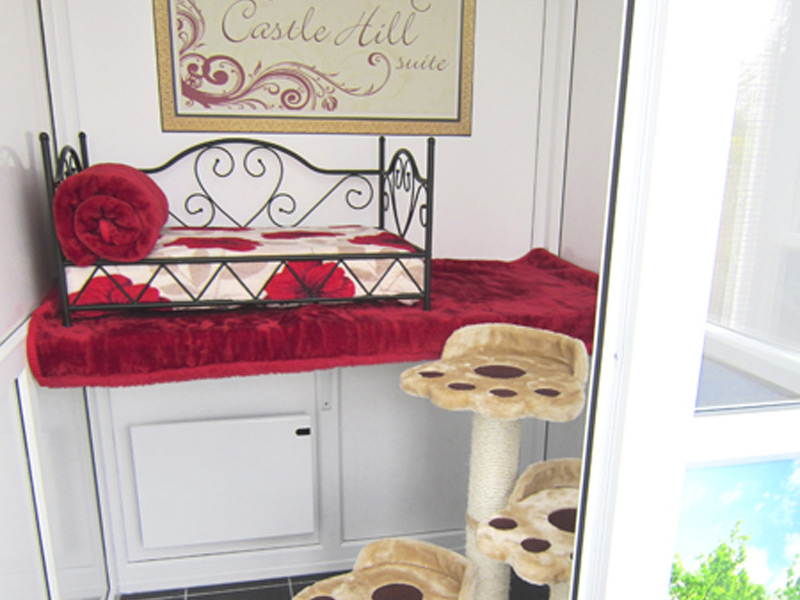 Cat Hotel in Leicestershire